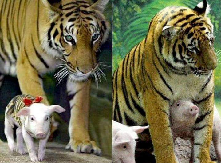 "A tiger mother lost her cubs from premature labor. Shortly after she became depressed &amp; her health declined, &amp; she was diagnosed w depression. So they wrapped up piglets in tiger cloth, and gave them to the tiger. The tiger now loves these pigs and treats them like her babies."
