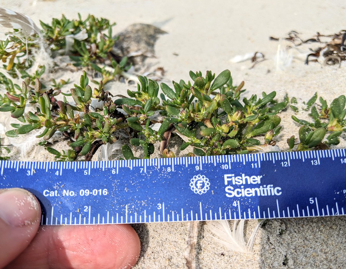 NewEngBotanical's tweet photo. Even in intensively-explored Massachusetts, it is still possible to discover new species! On September 15, two New England Botanical Club #NEBC members found 436 individual plants(!) of Sesuvium maritimum.  #newenglandbotany #sesuvium #rareplants
Photo credit: Robert Wernerehl https://t.co/2yivep8F75