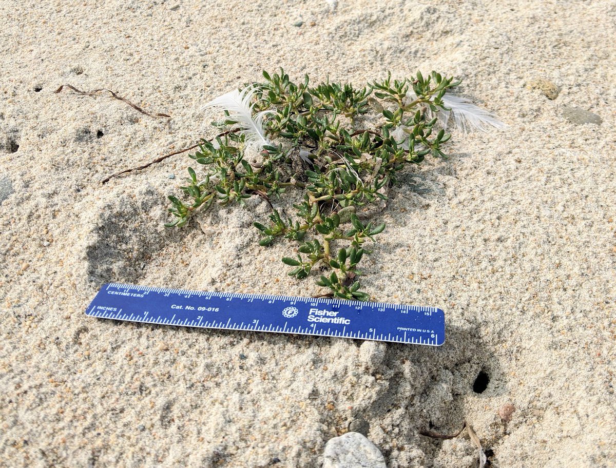 NewEngBotanical's tweet photo. Even in intensively-explored Massachusetts, it is still possible to discover new species! On September 15, two New England Botanical Club #NEBC members found 436 individual plants(!) of Sesuvium maritimum.  #newenglandbotany #sesuvium #rareplants
Photo credit: Robert Wernerehl https://t.co/2yivep8F75