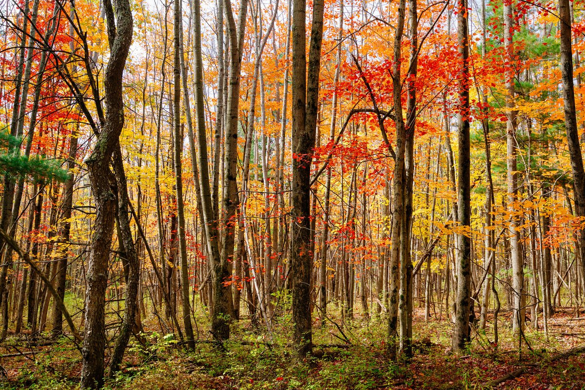 There are many ways to view our beautiful fall foliage throughout the Southern Finger Lakes. Check out these great ideas and plan your next visit! corningfingerlakes.com/fall-foliage-f…

#FirstDayOfFall #FallFoliage
Photo: Brian Maloney