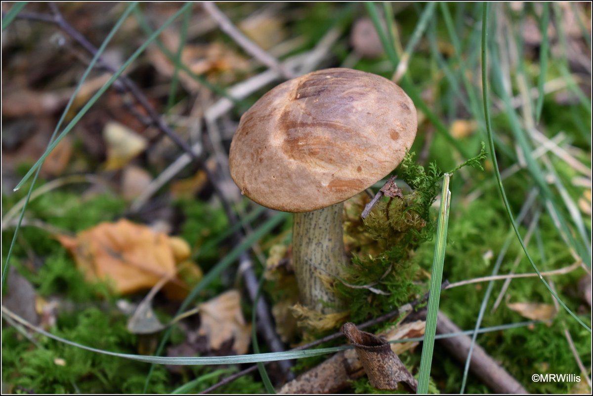 Marksvegplot's tweet image. Leccinums - probably L.scabrum, Brown Birch Bolete.