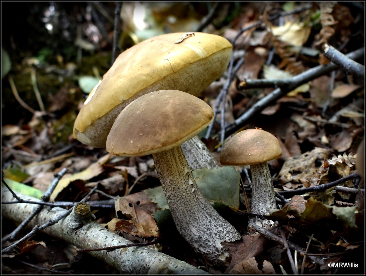 Marksvegplot's tweet image. Leccinums - probably L.scabrum, Brown Birch Bolete.