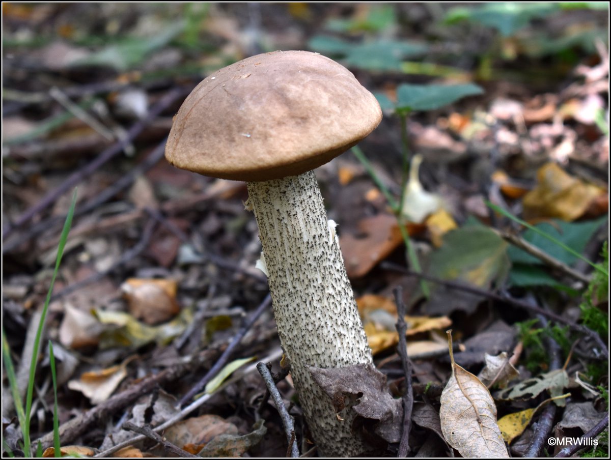Marksvegplot's tweet image. Leccinums - probably L.scabrum, Brown Birch Bolete.