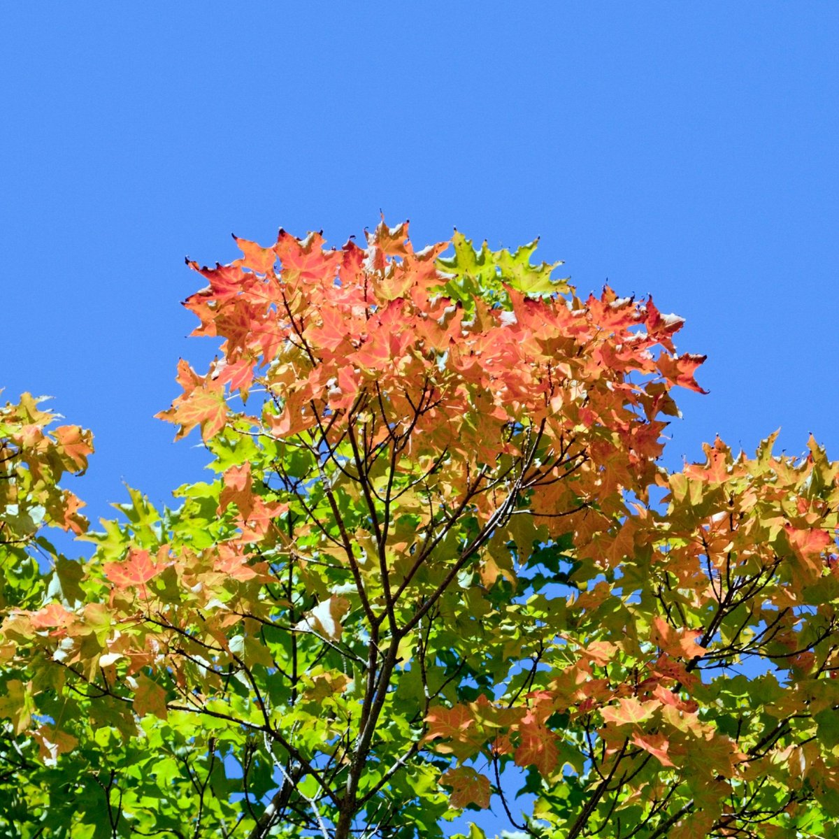#Fall2020 How much do you love fall in the #chippewavalley?! ❤
#eauclairewi #downtownec #eauclairewisconsin