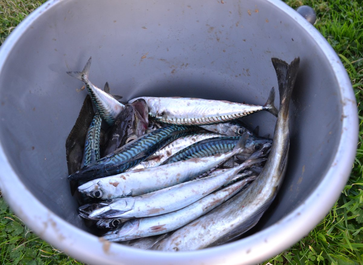 Catch of the day...fresh mackerel and pollock from #BantryBay...#simplydelicious...#kindneighbour...