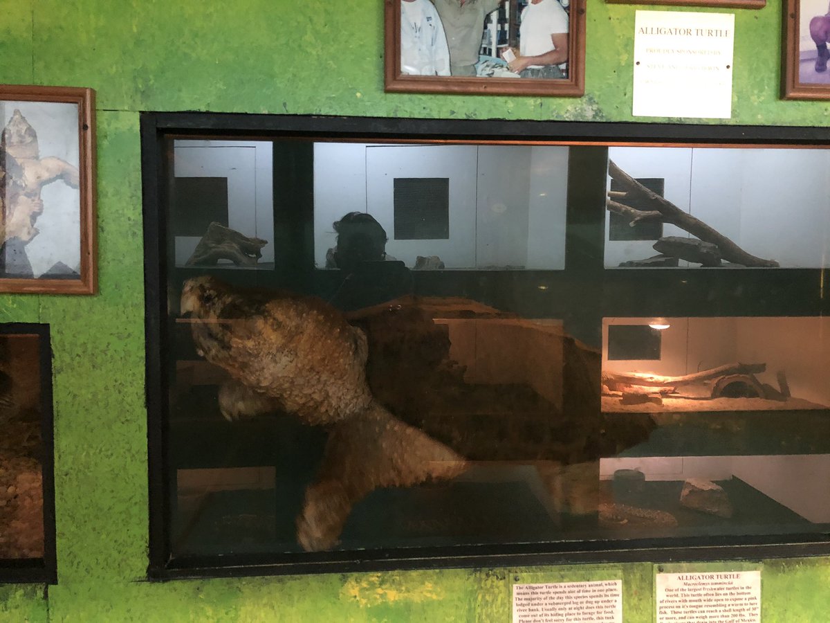 RaisingJJ's tweet photo. @TerriIrwin @BindiIrwin @RobertIrwin the Luray Zoo in Luray Virginia is claiming you sponsor this snapping turtle. This turtle along with all the other animals are kept in horrid conditions. This whole “zoo” is absolutely sad and all these babies need help. https://t.co/3yYQxPyVJ4