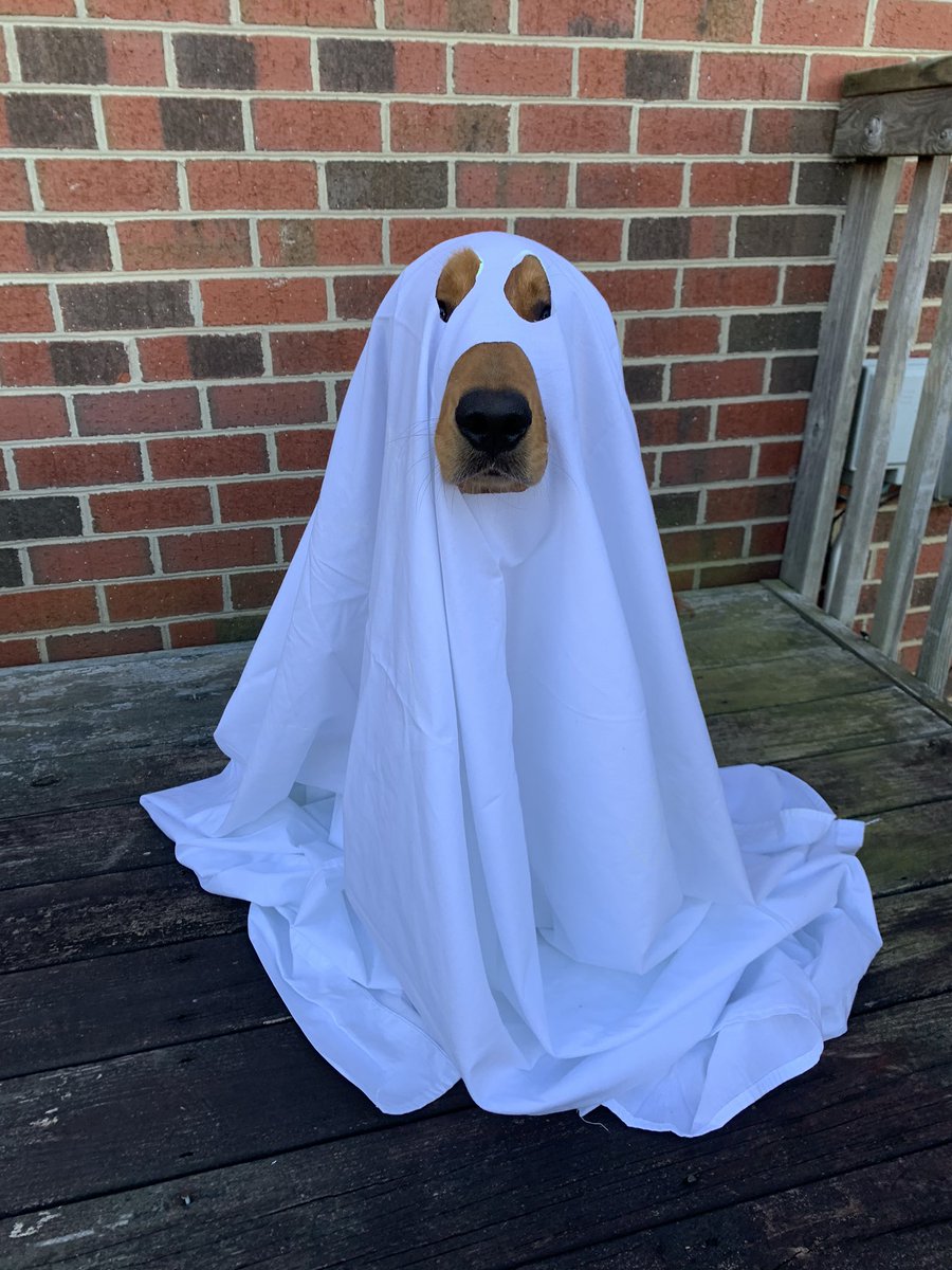 It’s perfectly normal for my students to see some paranormal activity in the background of our Google Meets. Happy first day of Fall! 🎃👻