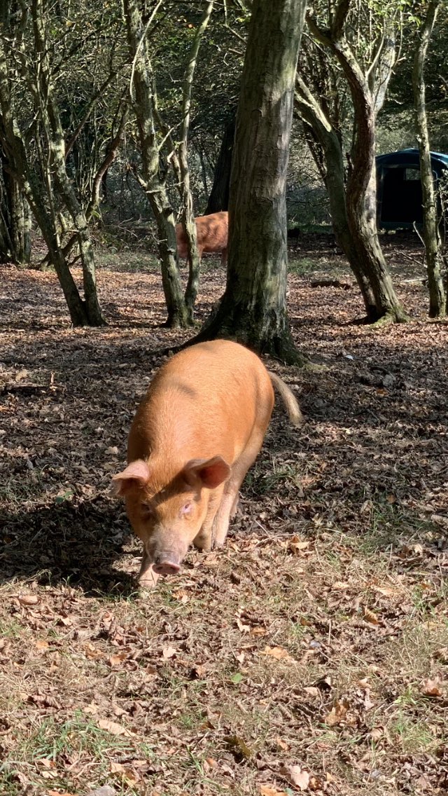 Finally got the piggies out in the woods today. Our Tamworth x Kune kune girls have a lovely big enclosure out on the farm giving them plenty of opportunity to display their natural behaviour to root and rummage and eat what they find.