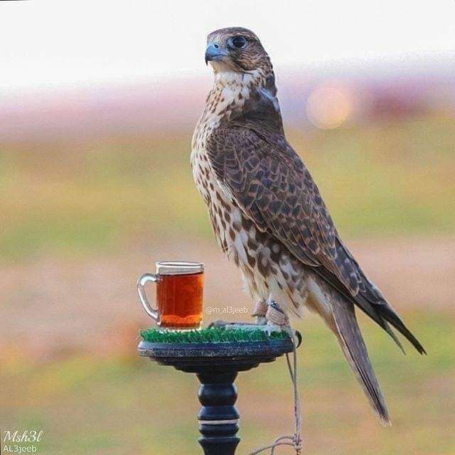 EslamMatar17's tweet photo. #صورة_ملف_شخصي_جديدة

#صورة_جديدة_للملف_الشخصي

🇪🇬✌️🔱🦅🦅

#Matar 🤙 https://t.co/9u2C0jdSsl