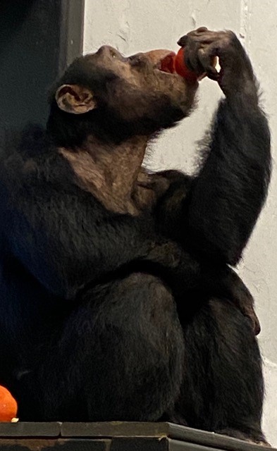 projectchimps's tweet image. As the summer growing season comes to a close, we want to thank all our volunteers who helped our first crops thrive on our Project Harvest farmland. We harvested over 700 pounds of produce from our test crops! 

#LeoChimp #ProjectHarvest #freshtomatoes