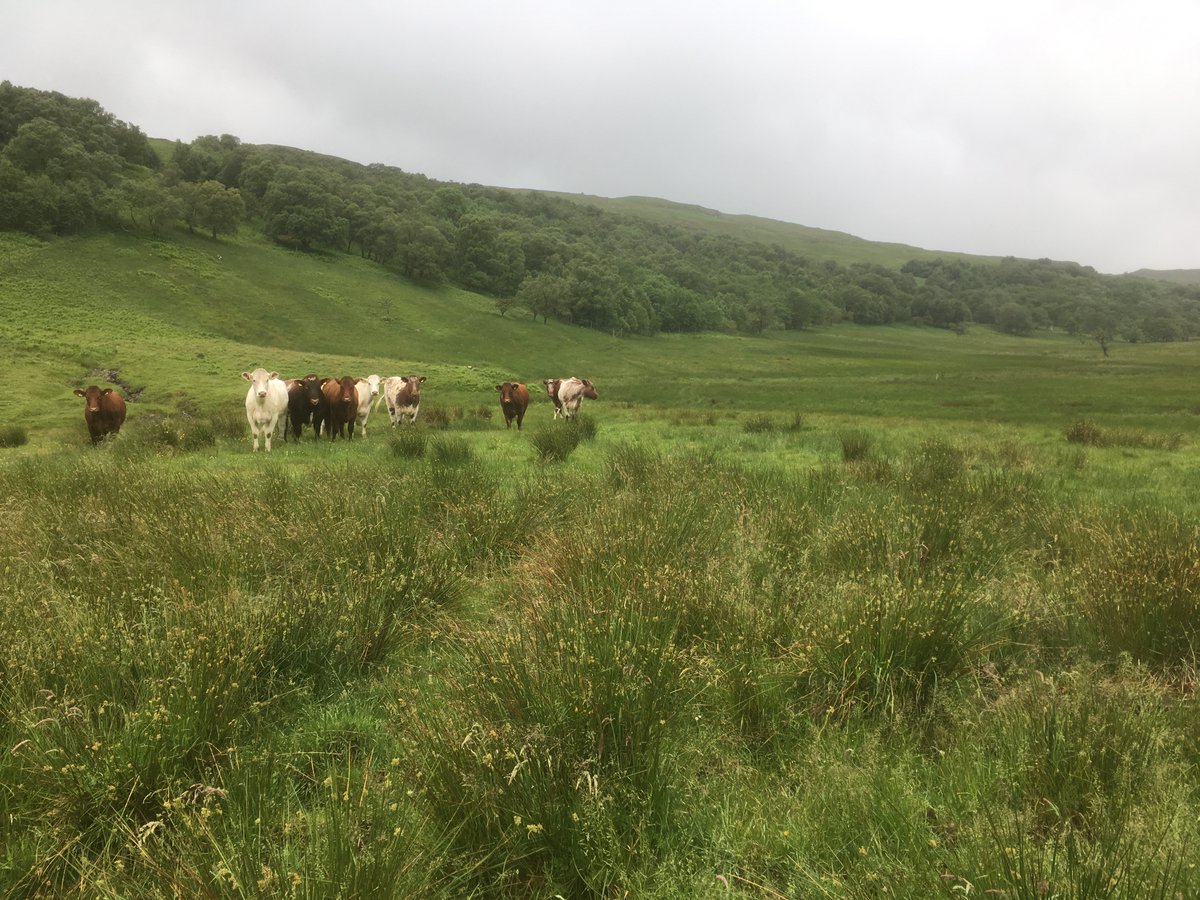 AliDriverUK's tweet photo. Just evaluated half of the 24 large-scale (>1000 acre) English #rewilding projects I'm aware of, against a scoring system we've devised, to see where they sit on a 5 point rewilding spectrum. Results seem rational so far! Keep an eye on @RewildingB for more on this in due course. https://t.co/owkwBq5rfO