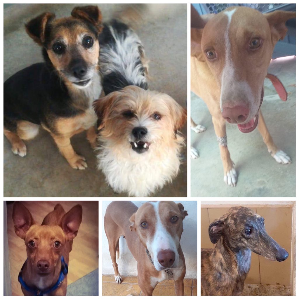 Pleased to have supported <a href="/PINScotland16/">Podencos In Need - Scotland</a> with <a href="/thekiltwalk/">Kiltwalk</a> and their fundraising strategy this year. Now that the totals are in, we can say that we raised over £21,000  towards helping rescue and rehome the dogs. Photos of the 21 dogs Kiltwalk will rehome before end of October