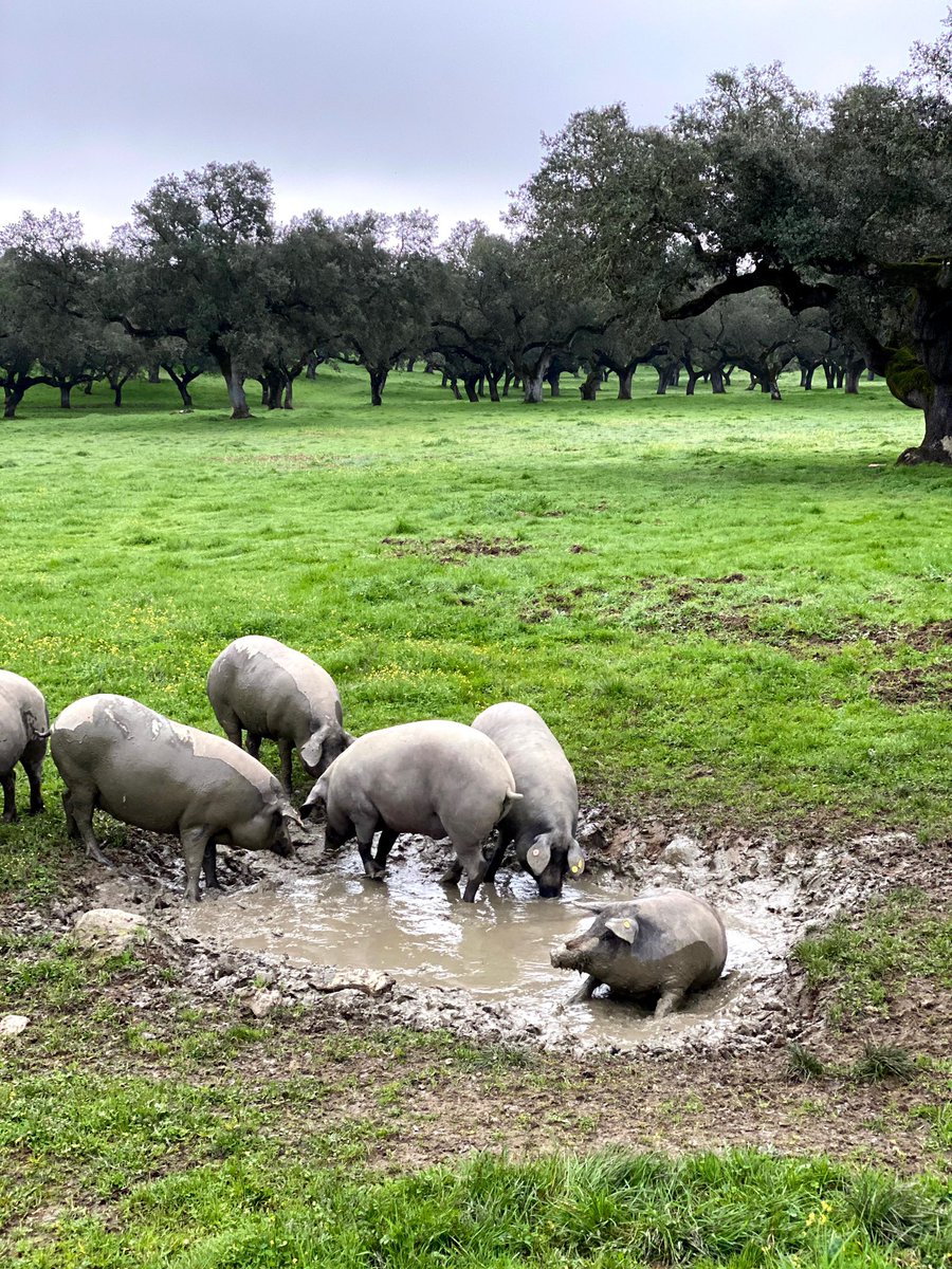 Mi enhorabuena a <a href="/JamonJoselito/">Jamón Joselito</a> por ser la 1ª empresa en el mundo en conseguir el sello internacional GLOBAL GAP de ganadería responsable GGN. 
<a href="/JamonJoselito/">Jamón Joselito</a>, 🐽😍 #HappyPigs
