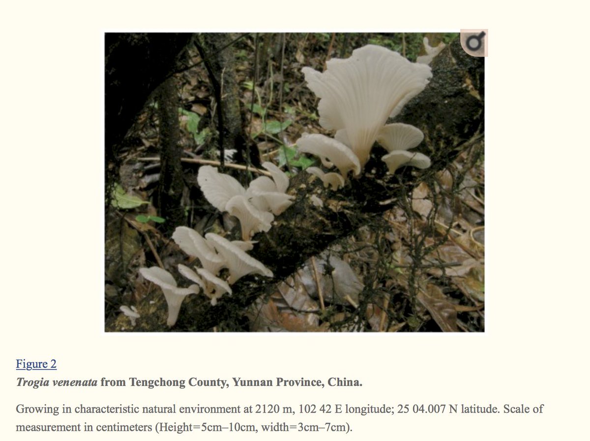 24/ An investigation was launched in 2005 and after 5 years the Chinese CDC in Beijing implicated a previously undescribed mushroom , Trogia venenata (Mycobank registration number MB 561711).  @kasson_wvu  #FungiTwitter