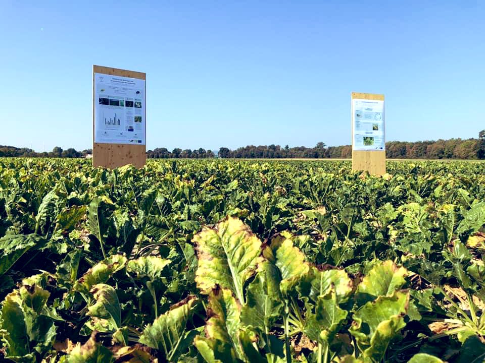 Alex_Schweitzer's tweet photo. Land der Reben und Rüben - und stolz darauf! 😉. Der @ThomasHitschler und ich waren beim Hofgespräch mit Landwirtinnen und Landwirten in #Steinweiler. Die Zuckerrübe braucht auch in Zukunft ihre. Platz auf unseren Feldern und in unseren heimischen Märkten. #RLP #Südpfalz https://t.co/Hd0zqEm4q3