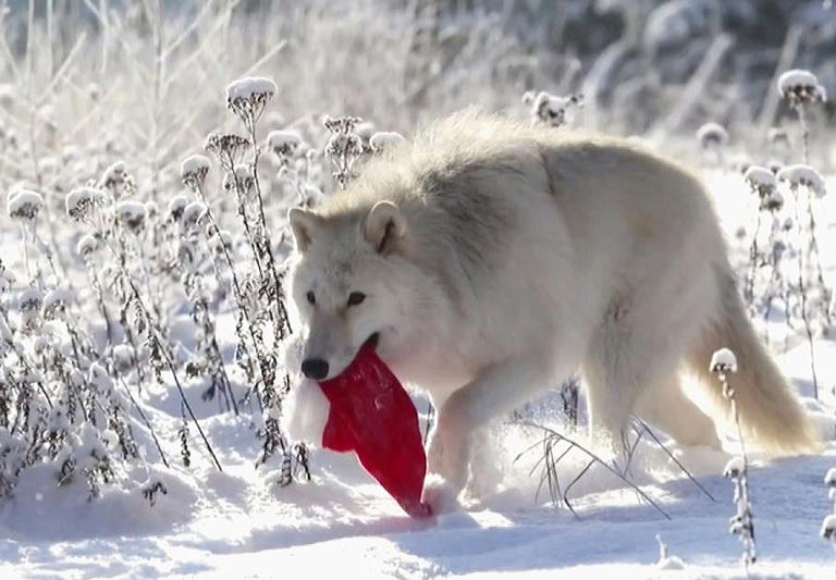 новогодний волк. новогодний волк на аву. волк новый год. волк в шапке деда мороза. новогодняя открытка с волком.