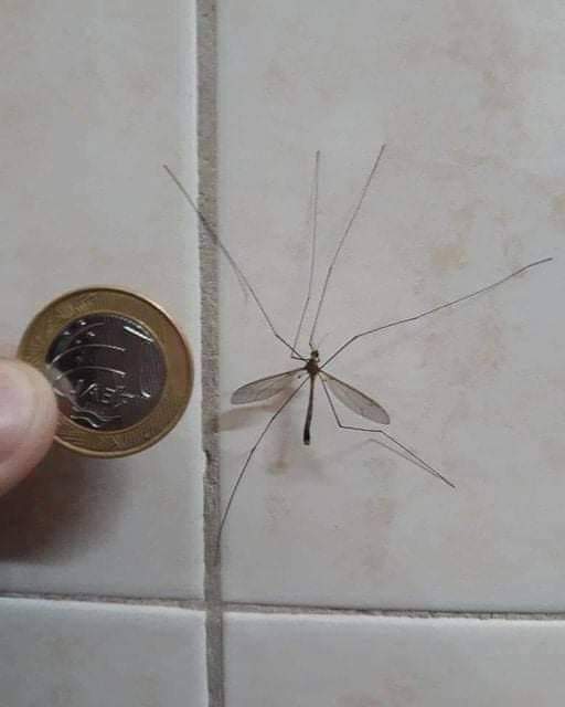 claubeda's tweet photo. "Hola, me presento, soy un tipula, muchos me confunden con un zancudo y me están quitando la vida sin yo ser un peligro. No chupo sangre, no soy un hematófago. Me alimento del néctar de las flores y ayudo a polinizar, solo estoy cumpliendo con mi deber Natural." https://t.co/k4V3L9azPG