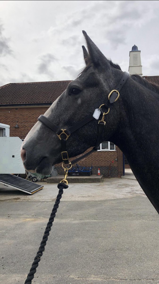 Shall we introduce our 2 new horses to you all tomorrow? They have both settled in really well and are spoilt rotten already. #StandTall #NewPHs #MountedFamily #SpoiltHorses #NewRecruits