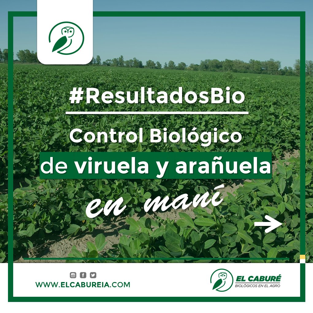 elcabureinsumos's tweet photo. 📚📋 | Compartimos #ResultadosBio ► Efecto del Control Biológico sobre la intensidad de Viruela y Arañuela del Maní. Mortigliengo, Giordano, Giraudo y Oddino. Publicado en la Revista N°35 de la Jornada Nacional del Maní.

► https://t.co/B6fBK67XPs https://t.co/06rQ34qabT