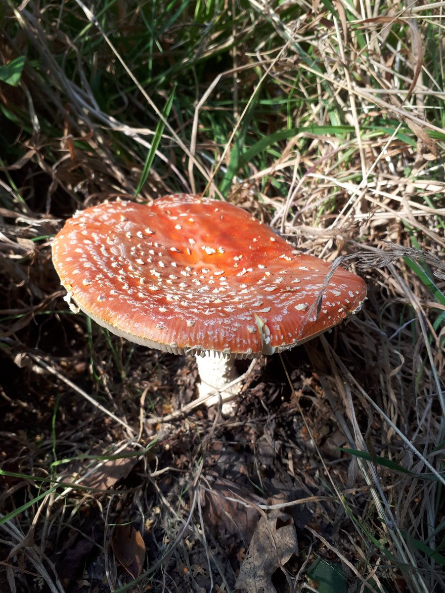 Nick Tribe tweet media