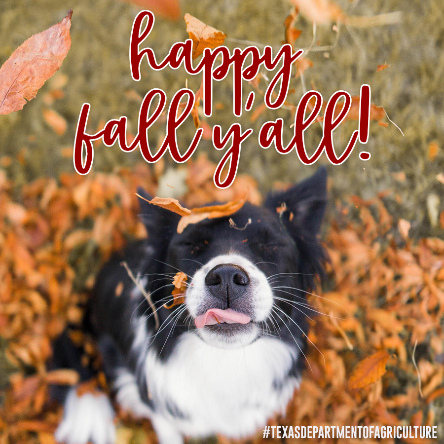 Texas Agriculture tweet media