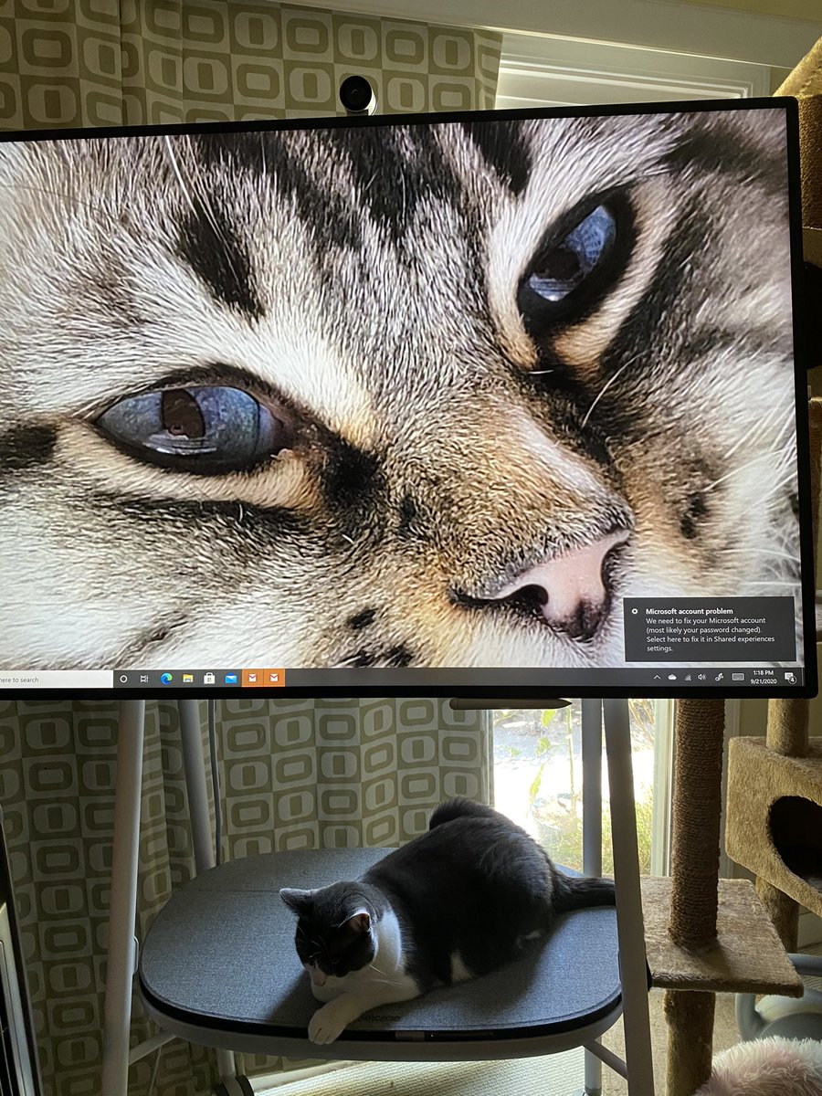 caro_milanesi's tweet photo. I have been testing the #SurfaceHub running #Windows10Pro and it’s quite something to have such a huge surface to manipulate and view content. There are also other benefits for your four-legged coworkers #MSIgnite https://t.co/RnlTE5OxGh