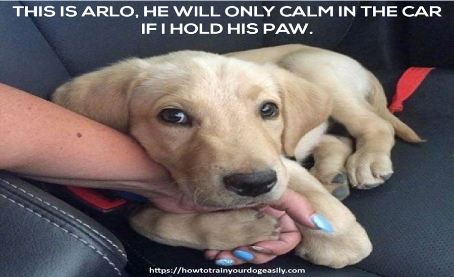 FNotpit's tweet image. This is arlo, he will only calm in the car if I hold his paw.
howtotrainyourdogeasily.com
#dogbarking #pottytrainingpuppy #dogobediencetraining #howtostopapuppyfrombarking
#aggressivepuppybiting #dogbehaviorist #leashtrainingapuppy
#dogbehaviortraining #howtotrainadogtoheel