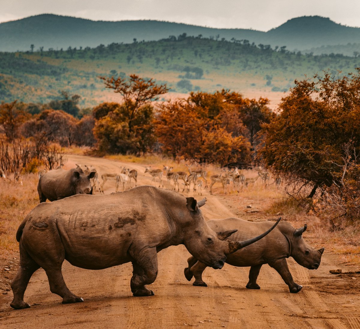 Mundoexplora's tweet image. ¡Hoy es el #InternationalRhinoDay🦏!Celebramos la importancia de crear conciencia en su protección. De gran tamaño y longevos, con una curiosa apariencia prehistórica y un desafiante cuerno, que lo está llevando a la extinción
📷#RedCharlie #Mundoexplora #DíaMundialdelRinoceronte