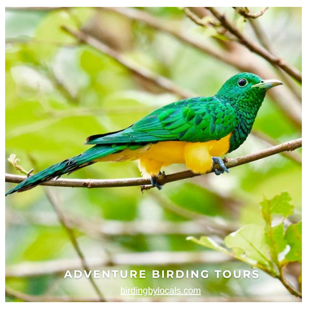 BirdingByLocals's tweet photo. African Emerald Cuckoo
Discover the birds of Ghana with @adventurebirdingtours
Take a look at our collection of local specialists
https://t.co/Rk4zh8t5yp

#adventurebirdingtours #ghana #birdingbylocals #naturephotography #birding #birdwatching #natureholidays #safari https://t.co/zIOA86wi8H