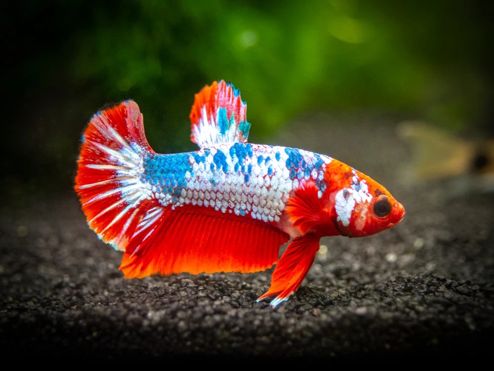 there are many different types of betta, including tail type and species! most common tail type is veiltail (1st pic) but other ones are crowntail (2nd), halfmoon (3rd) and plakat (4th) all males have long tails, females have shorter tails