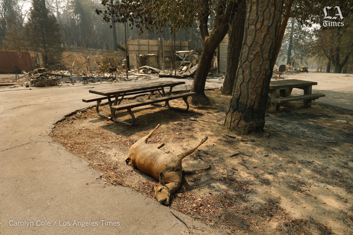 Carolyn_Cole's tweet image. When you hear that #wildlife can outrun #CaliforniaFires, don't believe it. I saw plenty of critter victims in the #northcomplexfire   Read about human toll on residents of #BerryCreek by @marialaganga @latimes latimes.com/california/sto…