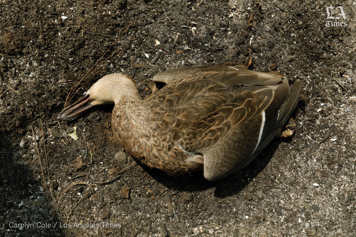 Carolyn_Cole's tweet image. When you hear that #wildlife can outrun #CaliforniaFires, don't believe it. I saw plenty of critter victims in the #northcomplexfire   Read about human toll on residents of #BerryCreek by @marialaganga @latimes latimes.com/california/sto…