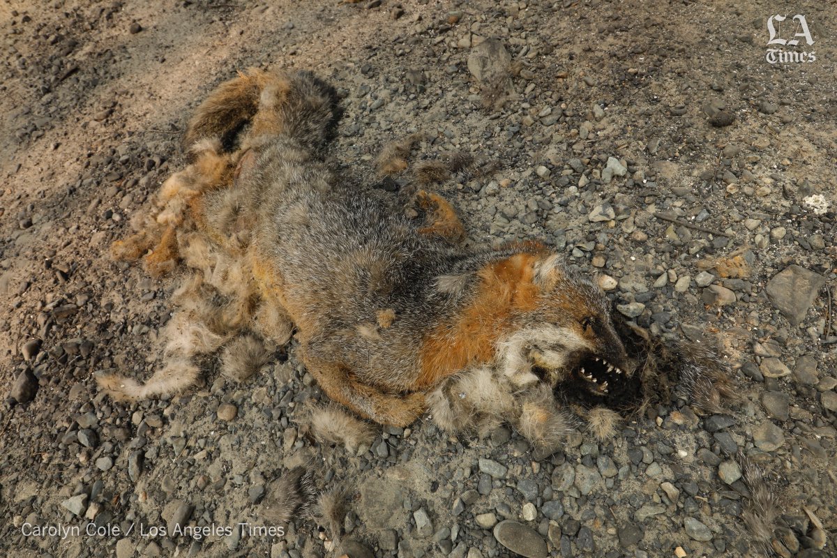 Carolyn_Cole's tweet image. When you hear that #wildlife can outrun #CaliforniaFires, don't believe it. I saw plenty of critter victims in the #northcomplexfire   Read about human toll on residents of #BerryCreek by @marialaganga @latimes latimes.com/california/sto…