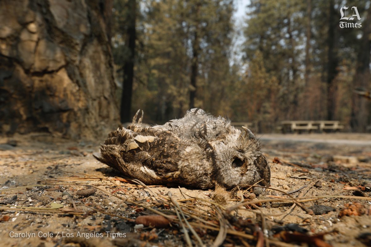 Carolyn_Cole's tweet image. When you hear that #wildlife can outrun #CaliforniaFires, don't believe it. I saw plenty of critter victims in the #northcomplexfire   Read about human toll on residents of #BerryCreek by @marialaganga @latimes latimes.com/california/sto…