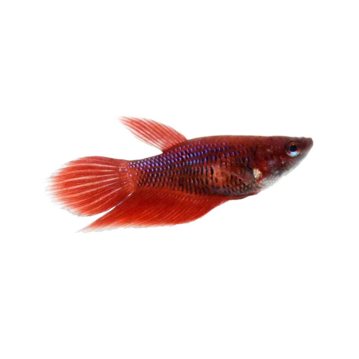 females can be kept in sororities but if youre a beginner DONT DO THIS !!! anyways hav some girls (last one is a glofish)