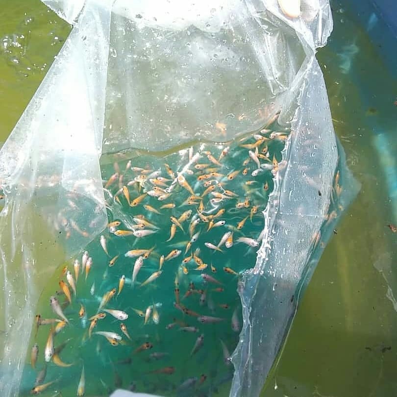 PescalbaOficial's tweet photo. Conozcamos de Pesca y Acuicultura: Alevín🐟. Cría de ciertos peces que se suelen utilizar para repoblar ríos, lagos y estanques. 

Más detalles de esta información en la web: https://t.co/nv9WgiqcJl 

#YoComoPescado https://t.co/Hv52xsY6uE