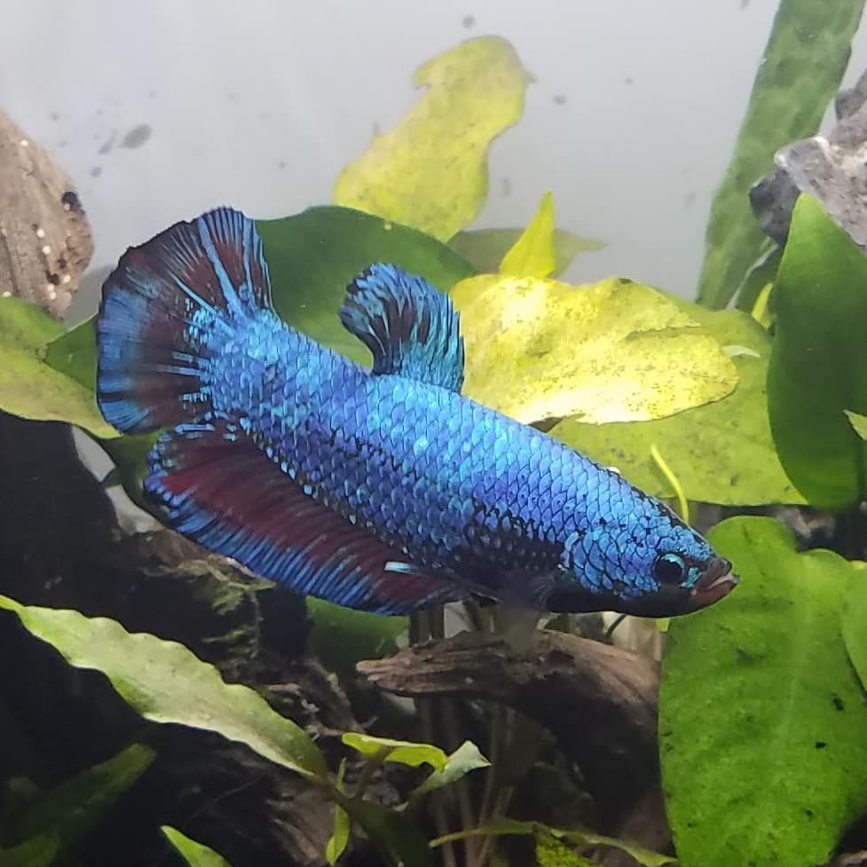 also king bettas (they r HUge)