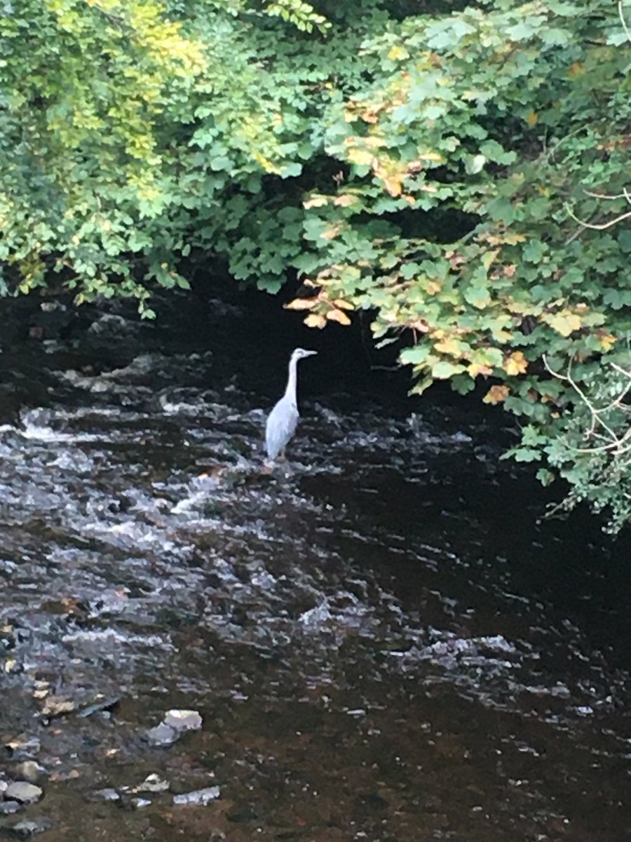 The #Heron is back in #ColintonDell phew I thought the innumerable #Lockdown fisherman had fished them away  a welcome morning surprise