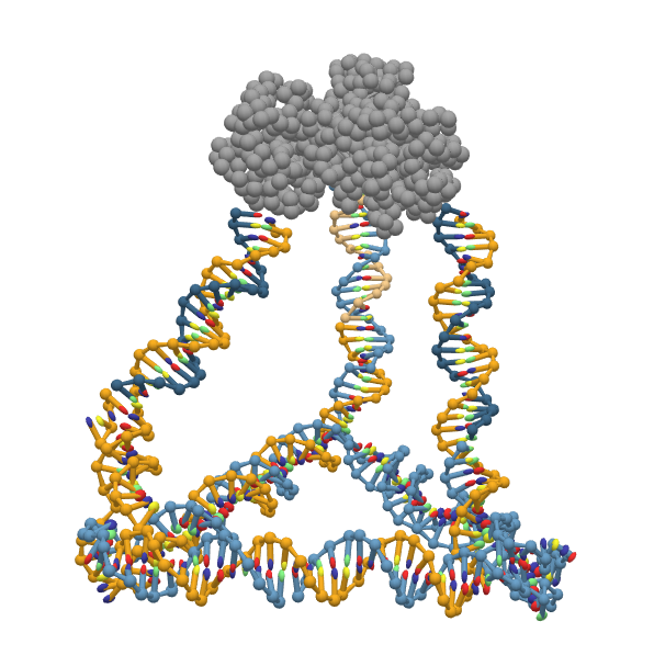 petr_sulc's tweet photo. In our new preprint https://t.co/6qJ32PmxxP, we introduce an extension of @ox_DNA and #oxRNA models to also allow for representation of proteins. The code is currently implemented in https://t.co/foXpe0zwoA, and will be included in future releases of oxDNA main branch.
1/ https://t.co/NC2IDNU9ta