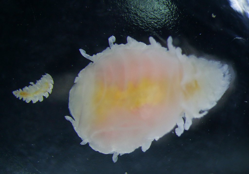 redia_matros's tweet photo. Bopyridae are isopod crustaceans with parasitize decapods. In the White Sea they are often found on the hermit crab Pagurus pubescens. Female and male live in the host's branchial cavity - note the inflated carapace on the first picture. https://t.co/zvAlQJNyZ6
