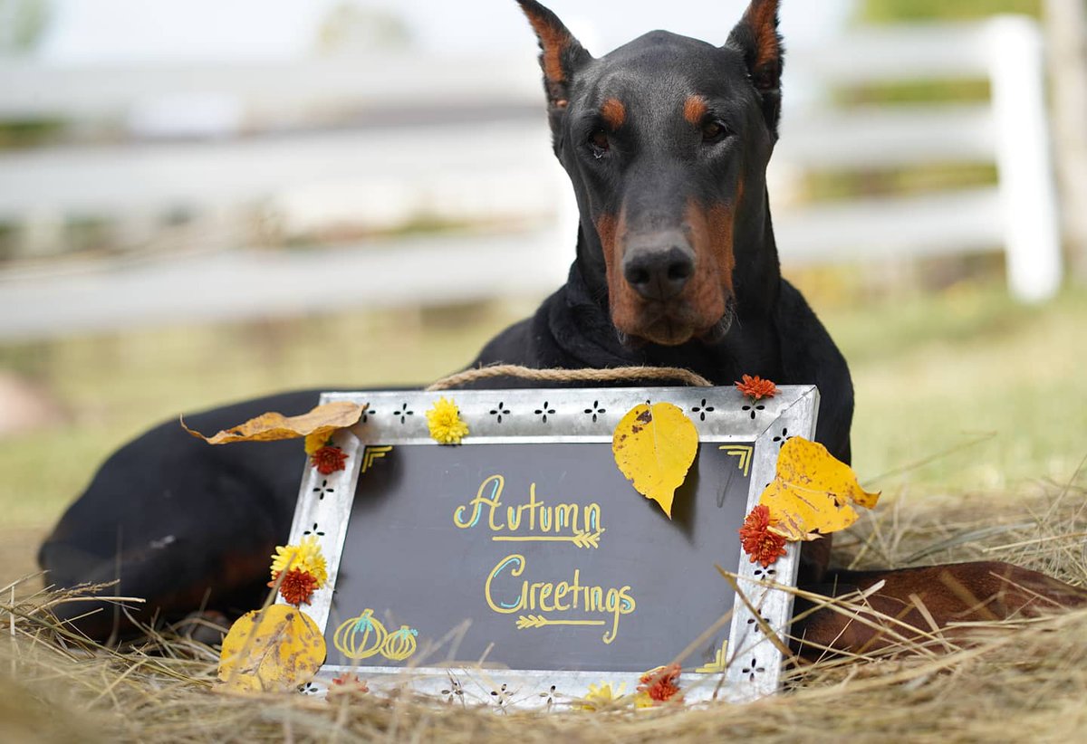 mclmovingforyou's tweet photo. Autumn Greetings from the McLaren Real Estate Pups!🐶
We wish you many blessings on this first day of Fall!🍂🍁
#autumn #fallgreetings🍂🍁
#firstdayoffall #fall2020 #dogs #mclarenrealestatepups #mclarenrealestateteam #youare1withus #movingforyou #realestate #yourrealtor https://t.co/hQkjqDtfnR