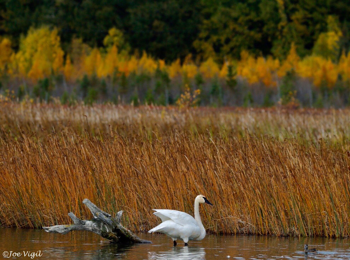 Trumpeter swans putting on another nice show at Potter Marsh last night! #swans #trumpeterswans #pottermarsh #anchorage #alaska #wildlifephotography