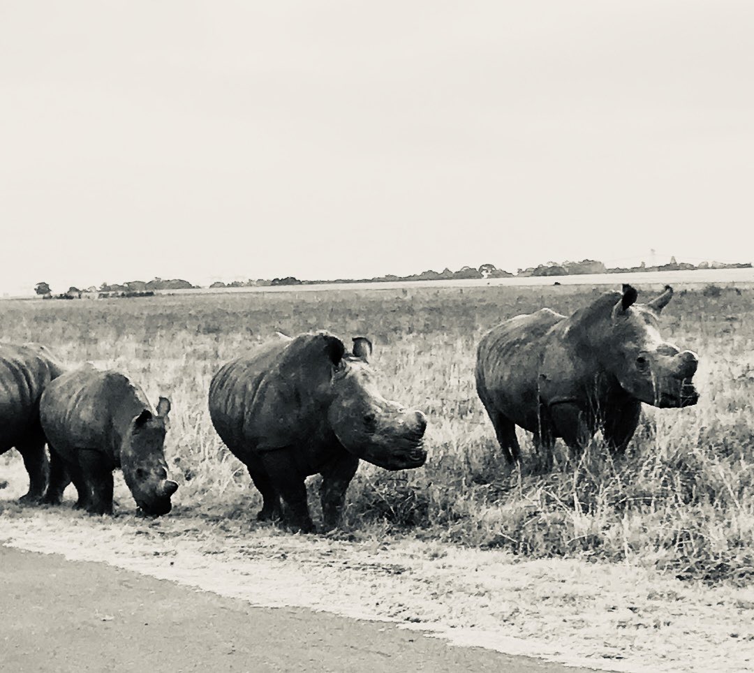 saracompion's tweet photo. Rhinos are my favorite animal. Here are some living safely in a park in Pretoria. Their horns are shaved down to deter poachers. It makes them look a little naked and vulnerable. Today is world rhino day. Please consider donating to @savetherhino or @RhinoIRF  #worldrhinoday🦏 https://t.co/a7P4qnc8bu