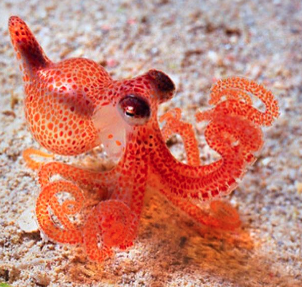The First-Time-At-Pride Queer Cephalopod