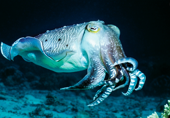 The Tenure-Track Queer Cephalopod