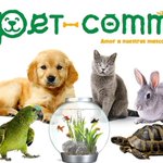 Photo by pet-comm (@petcomm_unity)
