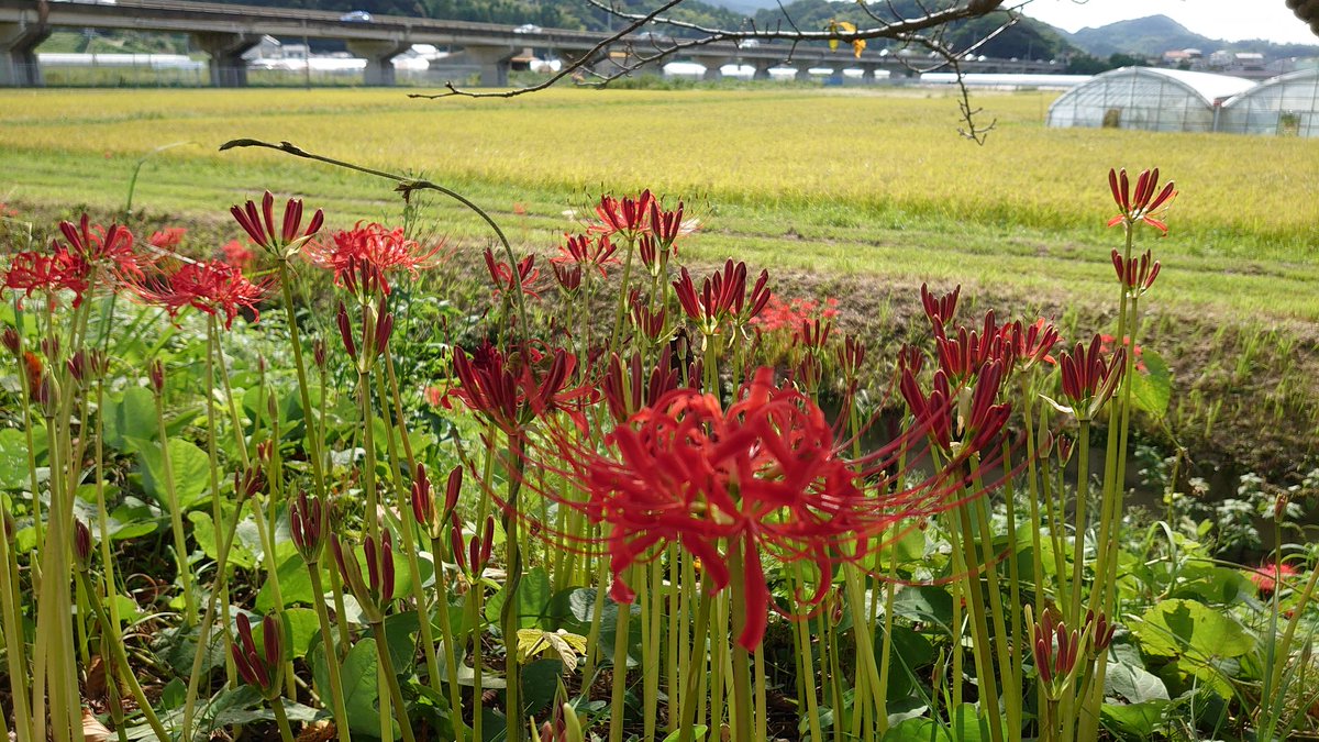 二丈浜玉道路