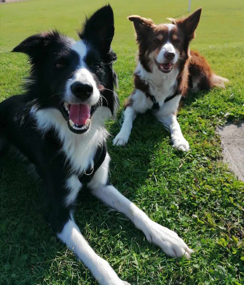 Waiting to see the #NHSSpitfire to fly over this afternoon
#dogs #DogsofTwittter #bordercollie