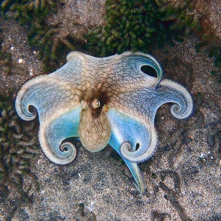 The Nonbinary Queer Cephalopod
