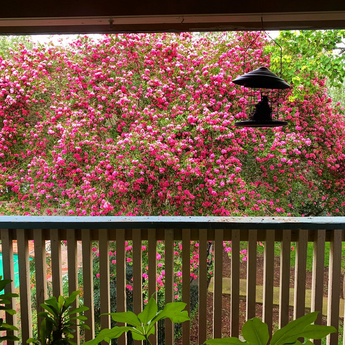 PhojoKash's tweet photo. First day of Fall? I think not. Our trees outside are very confused. They’re thinking that 2nd Spring is coming. #SomewhereTexas #2ndSpring #FirstDayofFall #ThisIs2020 https://t.co/NA0S0Zl7DF